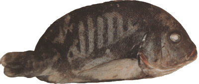 Image13.gif (44918 bytes)